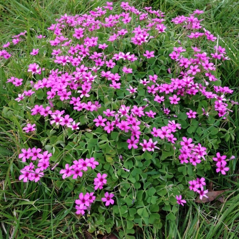 Oxalis debilis var. corymbosa