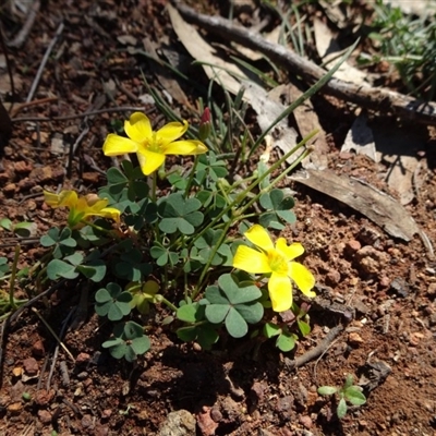 Oxalis exilis