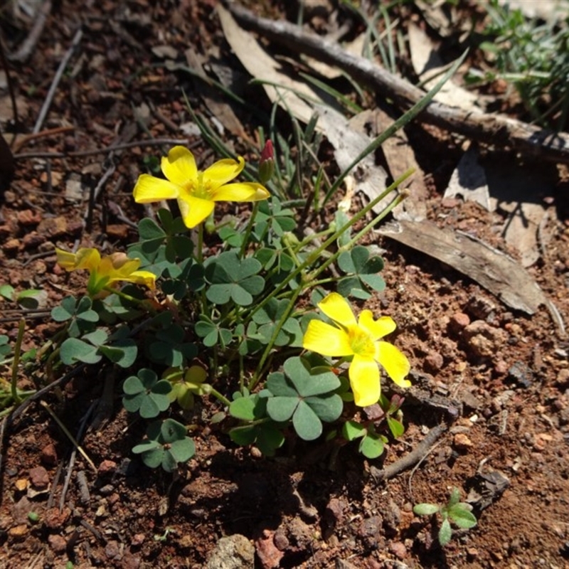 Oxalis exilis