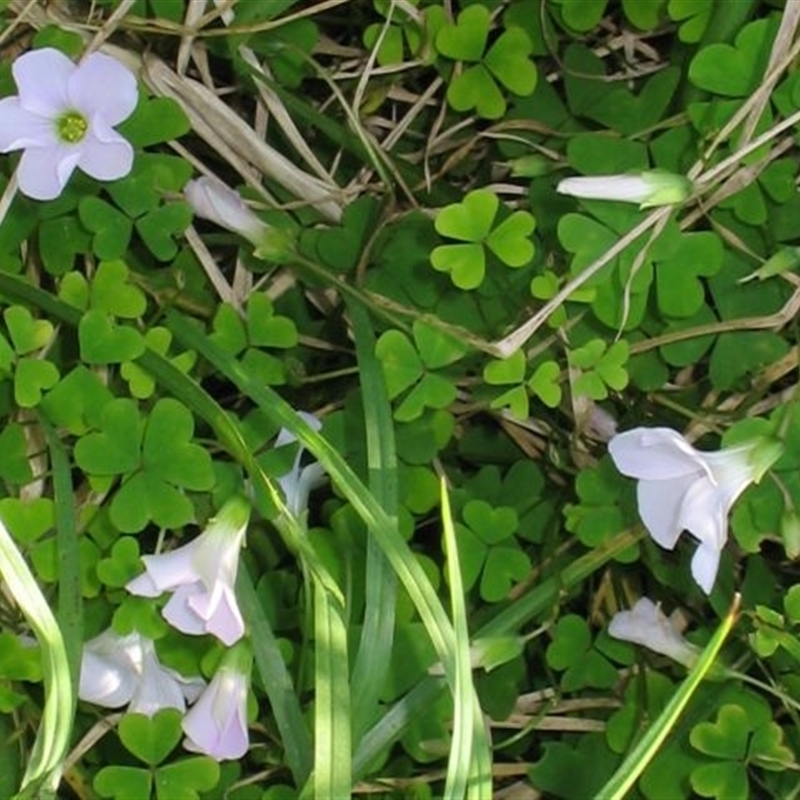 Oxalis incarnata