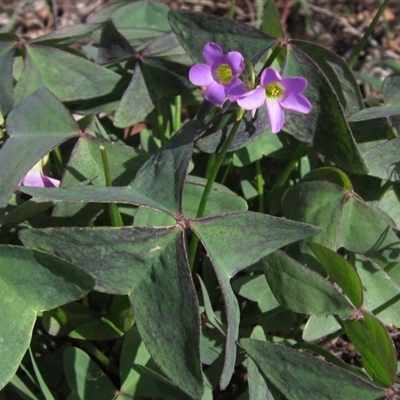 Oxalis latifolia