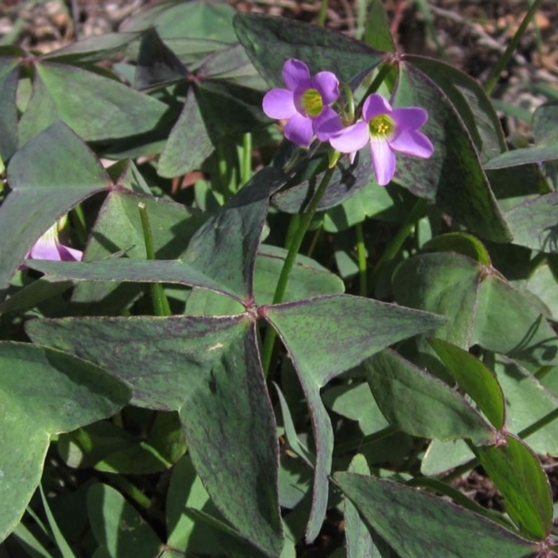 Oxalis latifolia