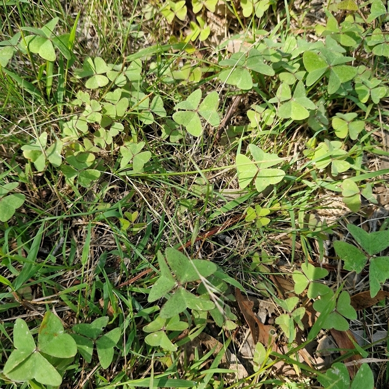 Oxalis latifolia