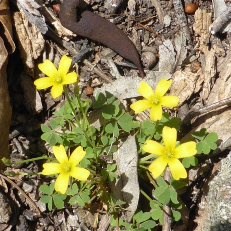 Oxalis perennans