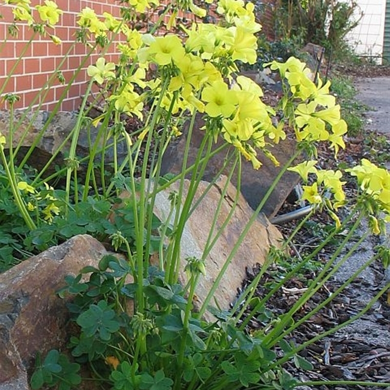 Oxalis pes-caprae