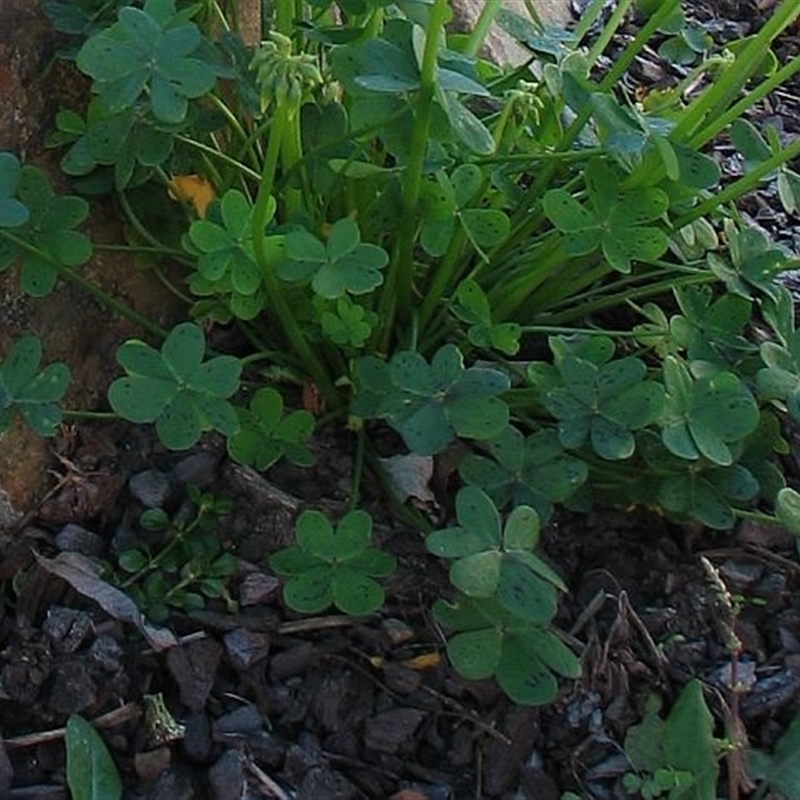 Oxalis pes-caprae