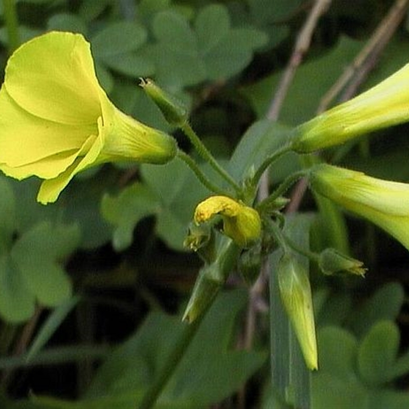 Oxalis pes-caprae