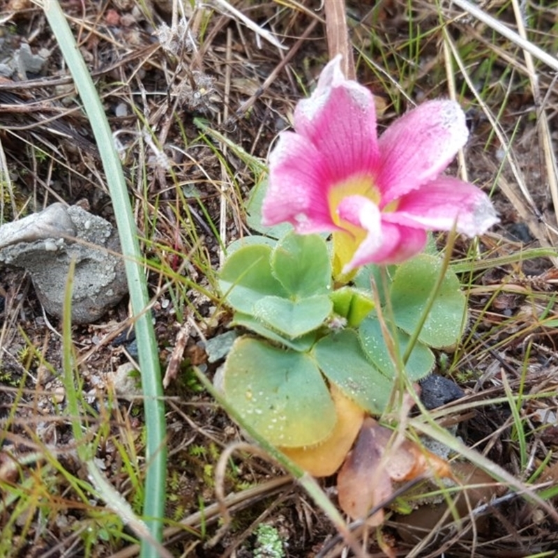 Oxalis purpurea