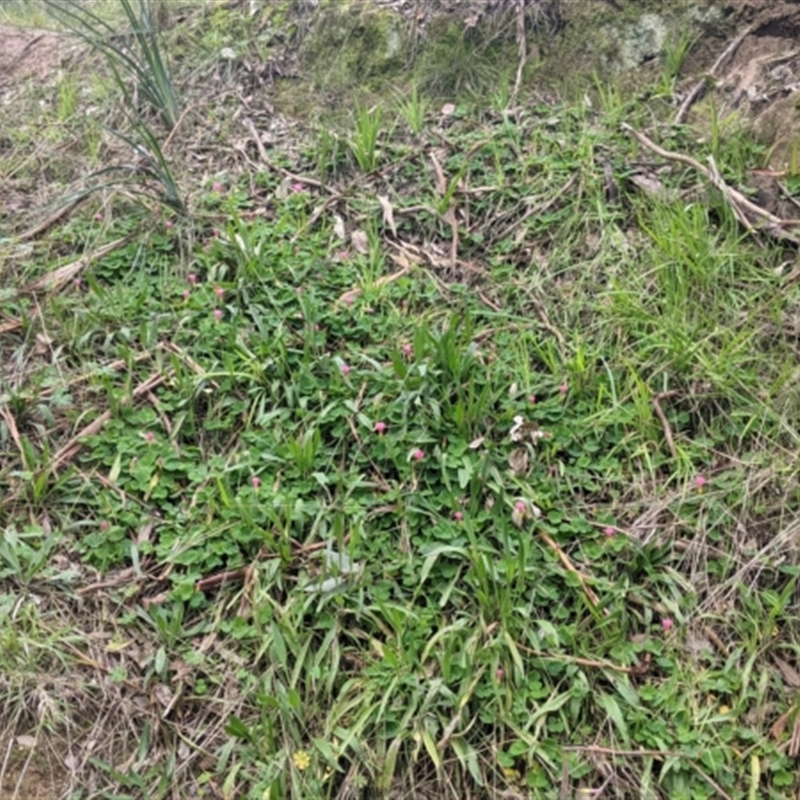 Oxalis purpurea