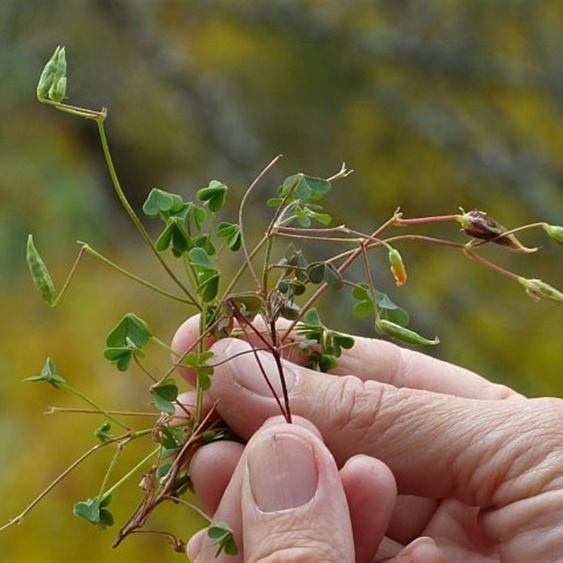 Oxalis rubens