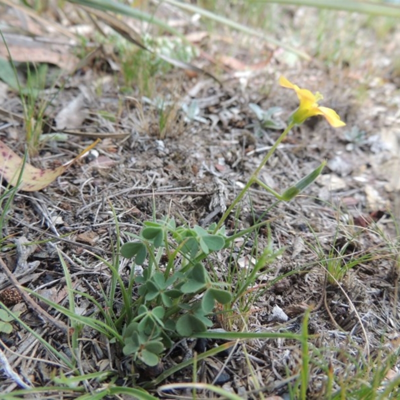 Oxalis sp.