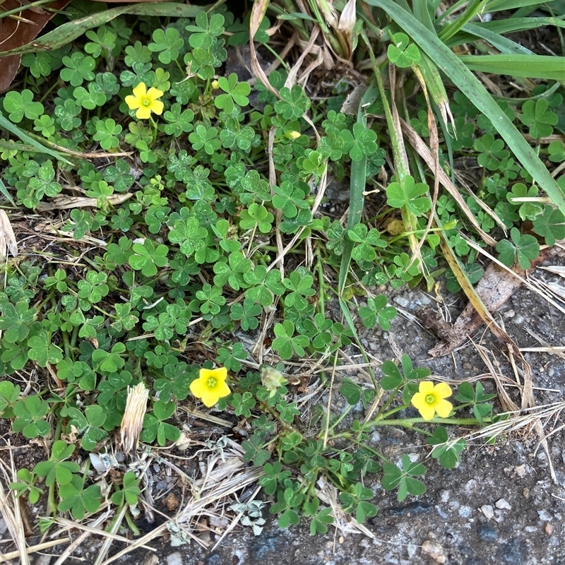 Oxalis sp.