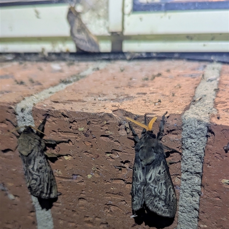 Oxycanus antipoda