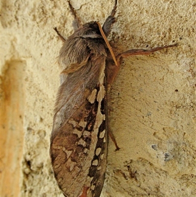 Oxycanus australis