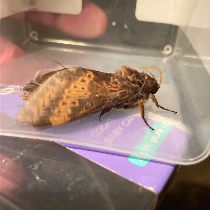 Oxycanus silvanus