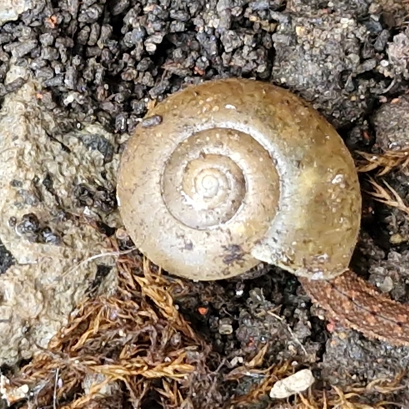 Oxychilus alliarius