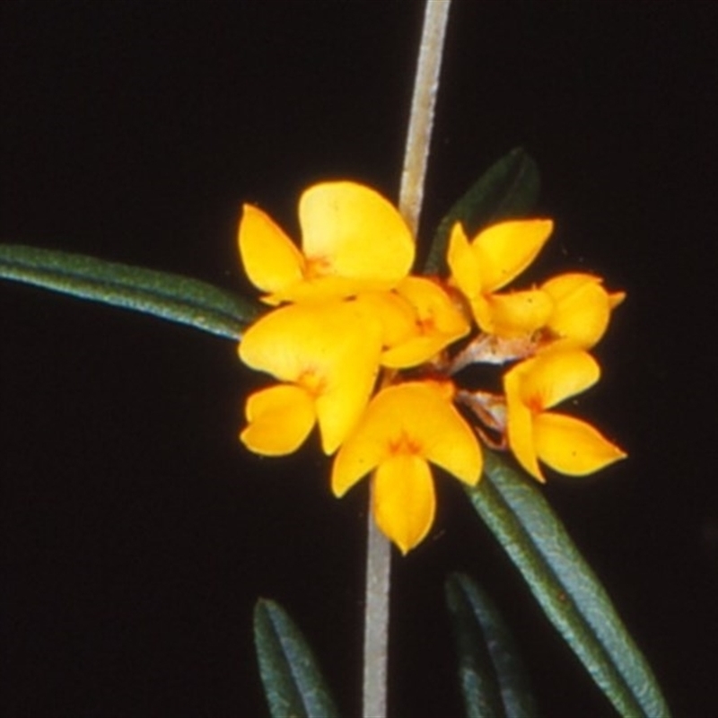 Oxylobium arborescens