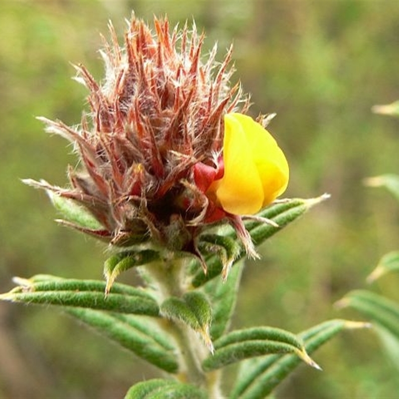 Oxylobium ellipticum