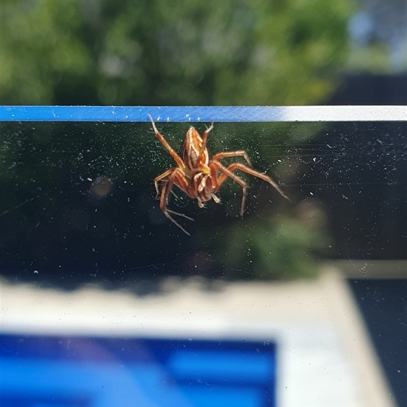 Oxyopes (genus)