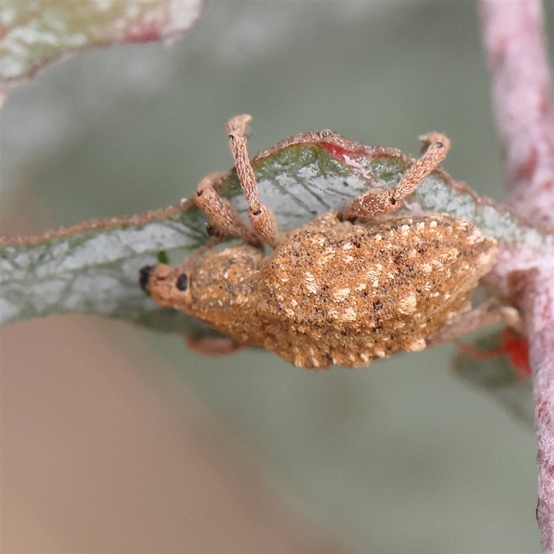 Oxyops fasciculatus