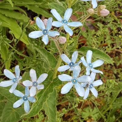 Oxypetalum coeruleum