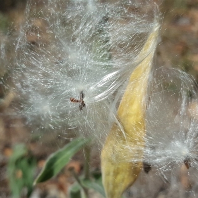 Oxypetalum coeruleum