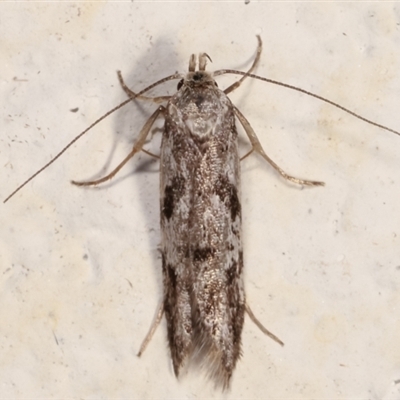 Oxythecta (genus)