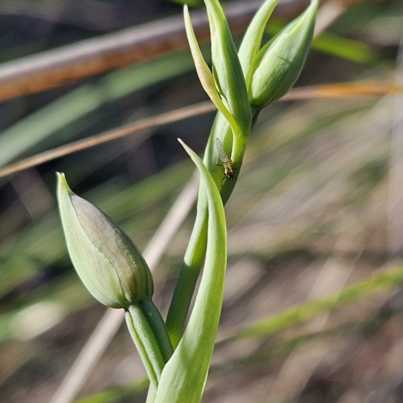 Oxyuranus scutellatus