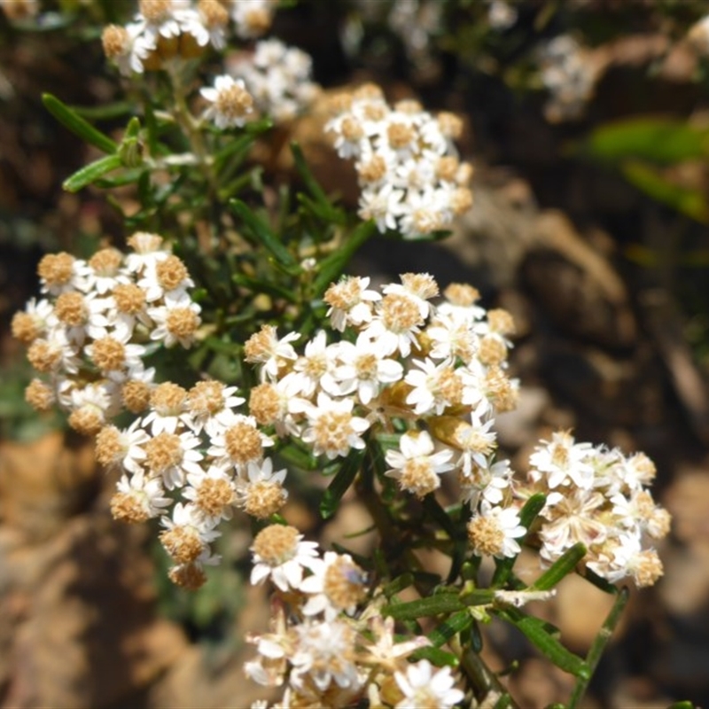 Ozothamnus conditus