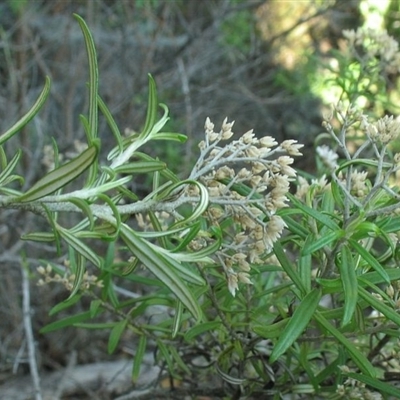 Ozothamnus conditus