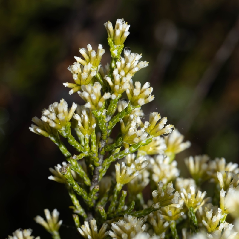 Ozothamnus cupressoides