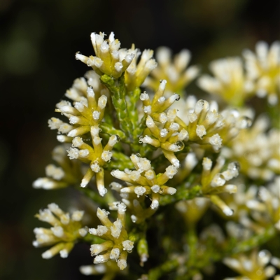 Ozothamnus cupressoides