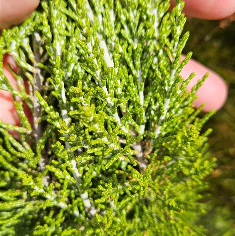 Ozothamnus cupressoides