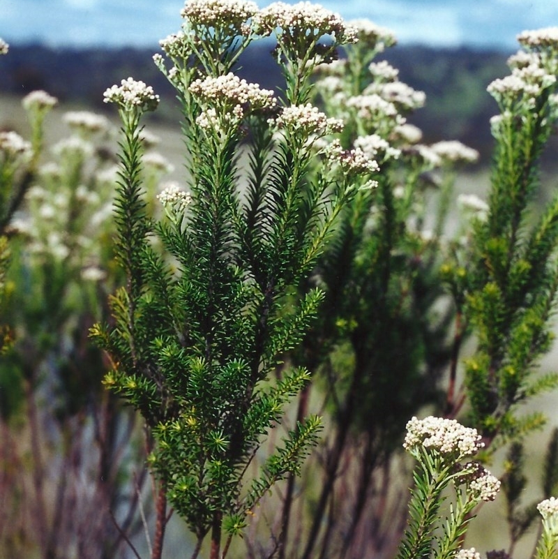 Ozothamnus diosmifolius