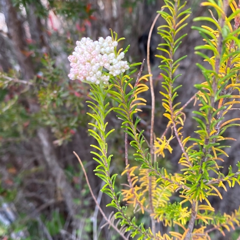 Ozothamnus diosmifolius