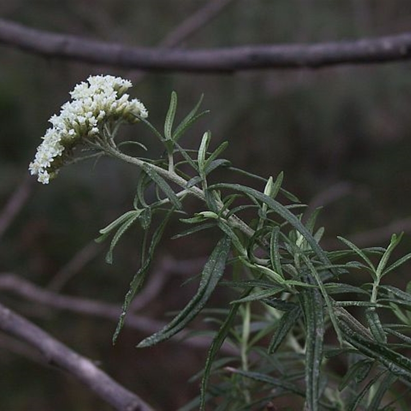 Ozothamnus ferrugineus