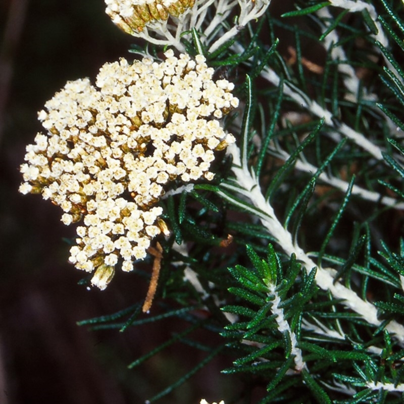 Ozothamnus rosmarinifolius