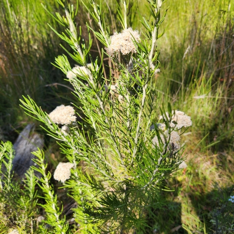 Ozothamnus rosmarinifolius