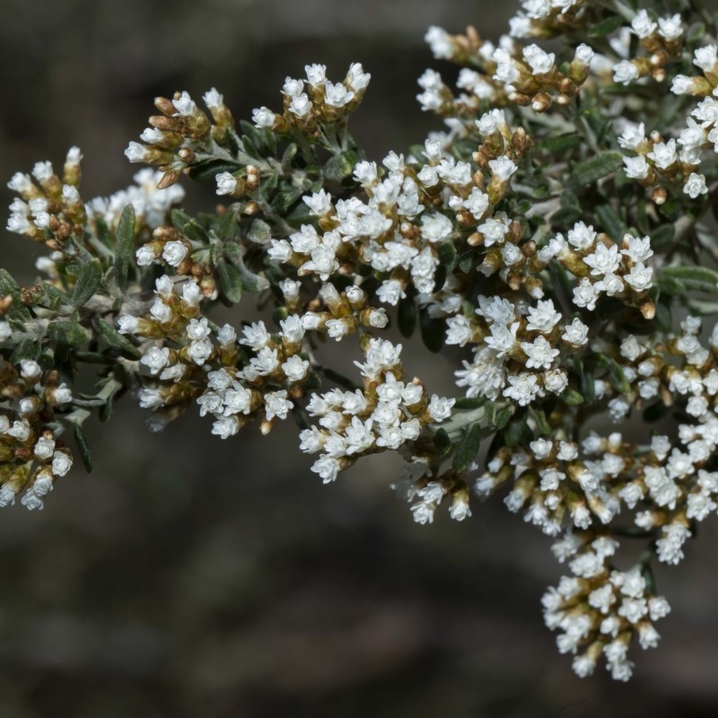 Ozothamnus secundiflorus