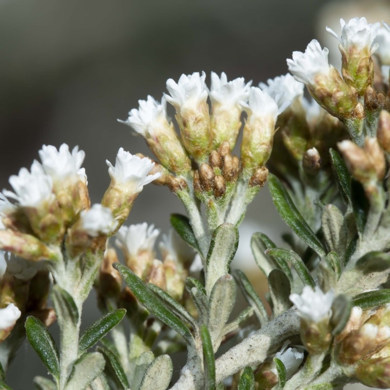 Ozothamnus secundiflorus