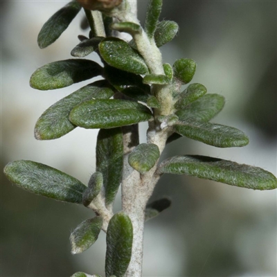 Ozothamnus secundiflorus