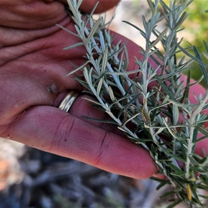 Ozothamnus secundiflorus