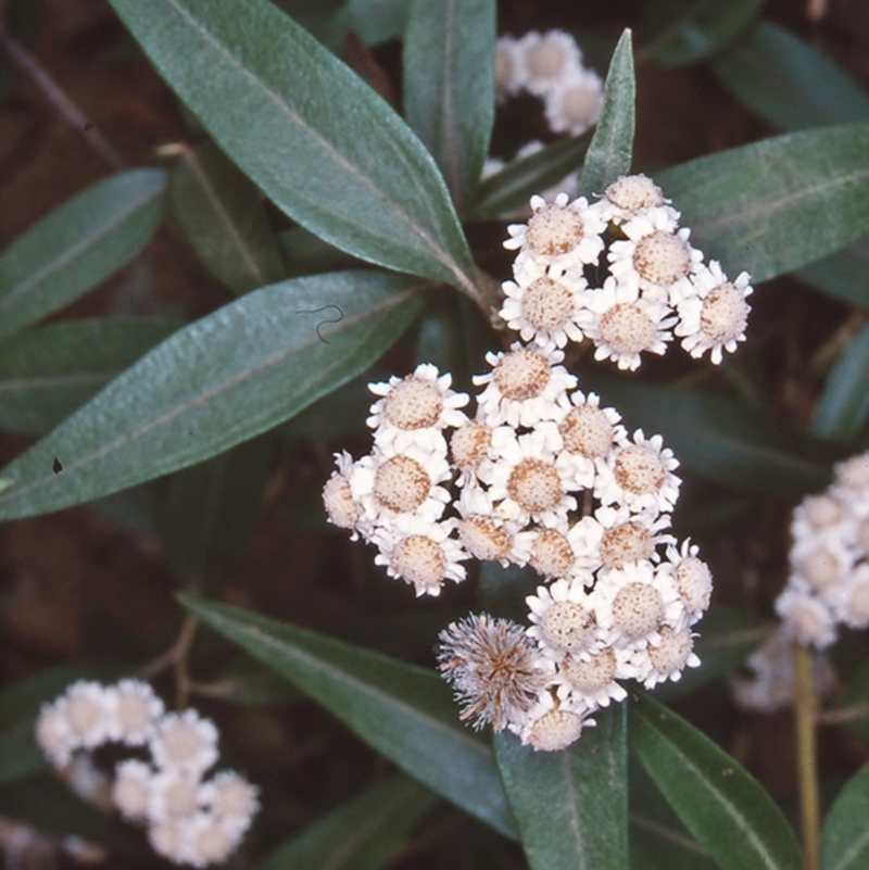 Ozothamnus stirlingii