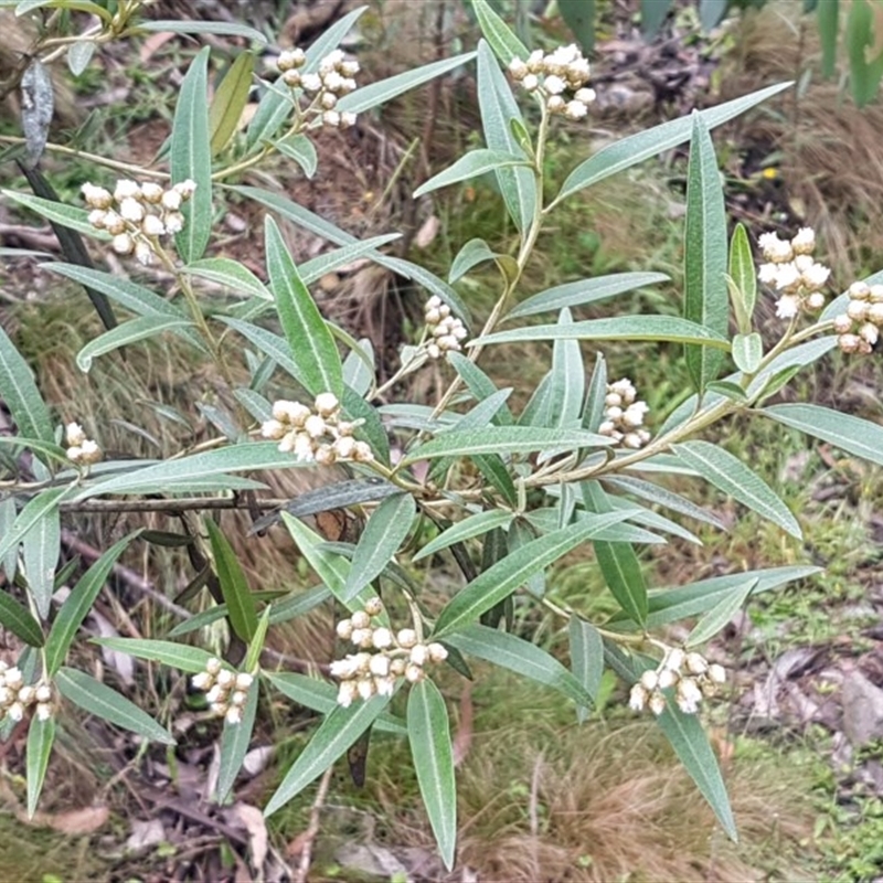 Ozothamnus stirlingii