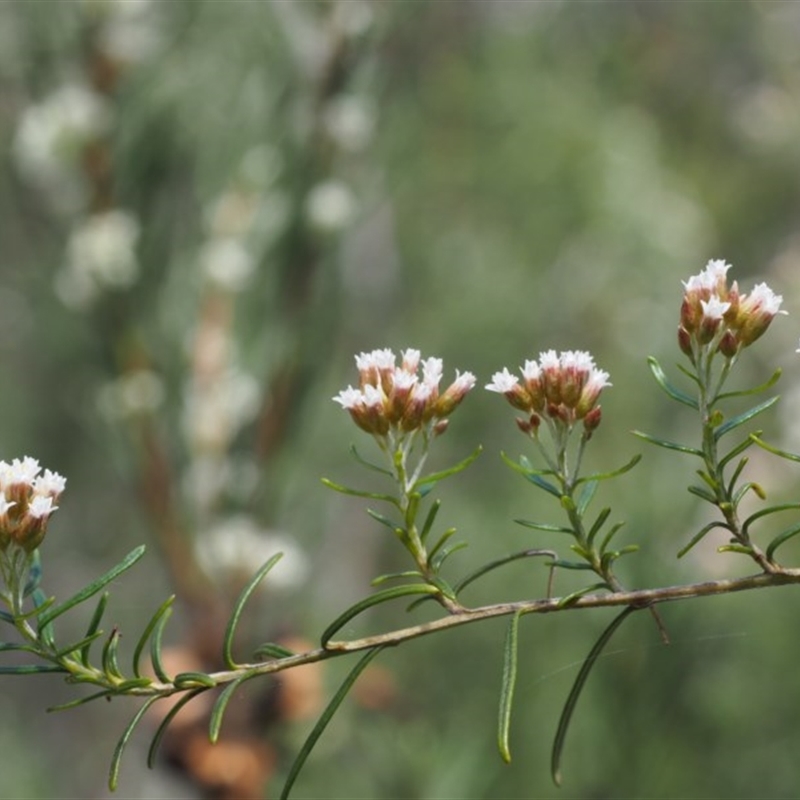 Ozothamnus thyrsoideus