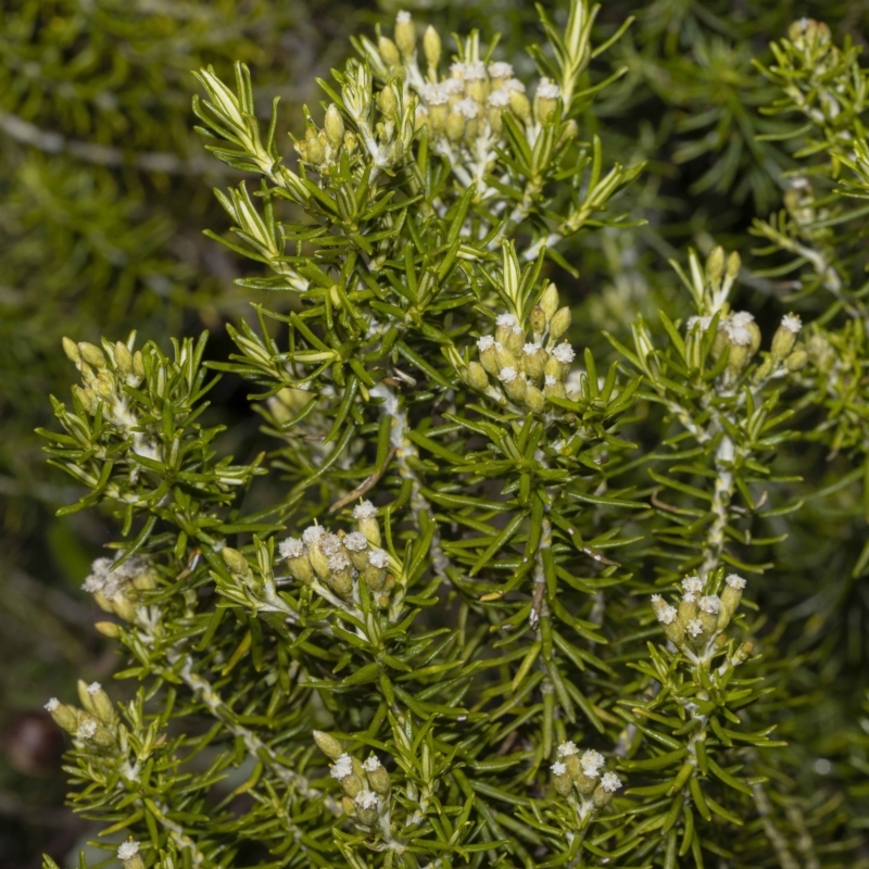 Ozothamnus turbinatus