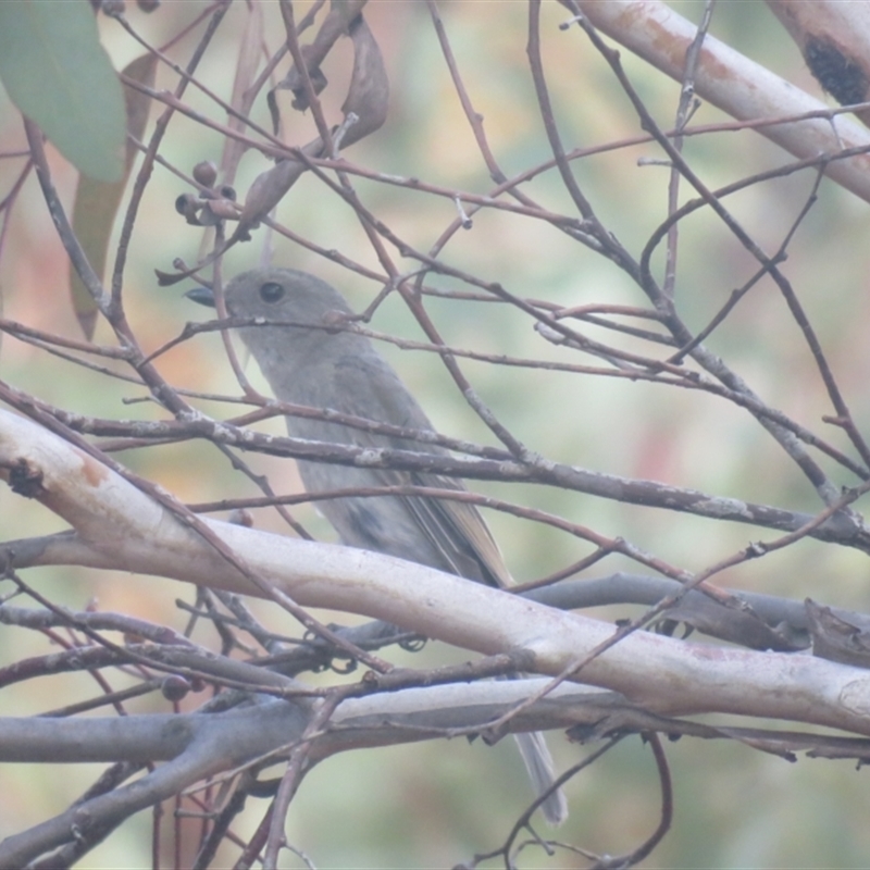 Pachycephala inornata