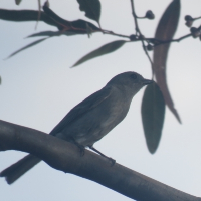 Pachycephala inornata