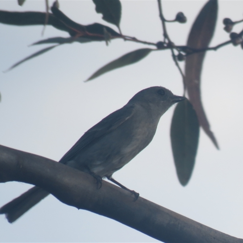 Pachycephala inornata