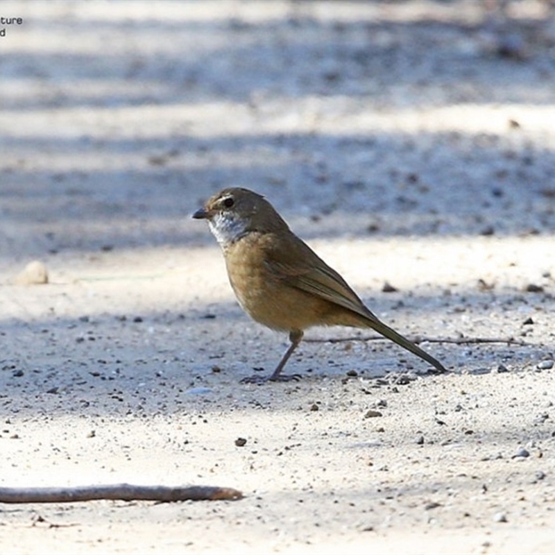 Pachycephala olivacea